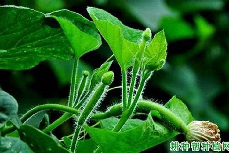 6月份露天适合种植什么蔬菜