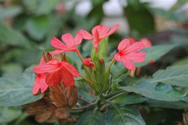 花卉可以施农用化肥吗