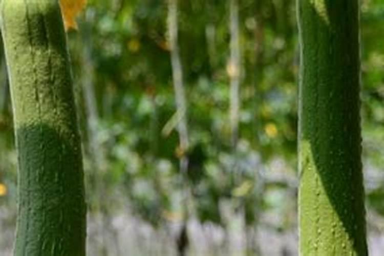 硝酸钾含量分别是多少