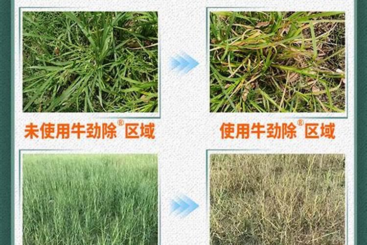 从七个方面来学习一下如何养殖结缕草吧