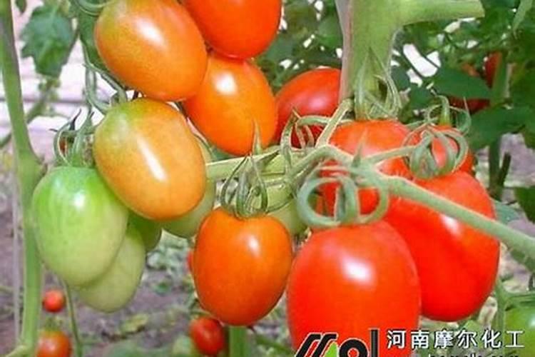 番茄什么时候追肥最合适