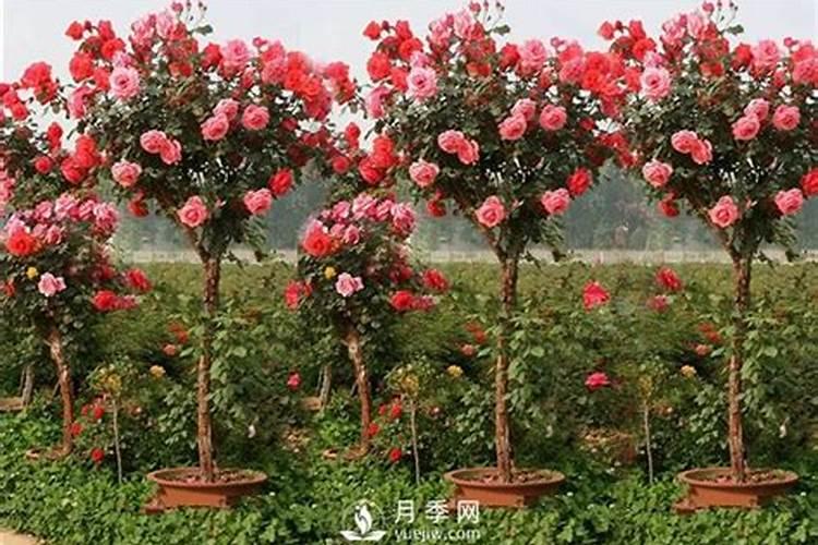 月季花施肥施什么肥料