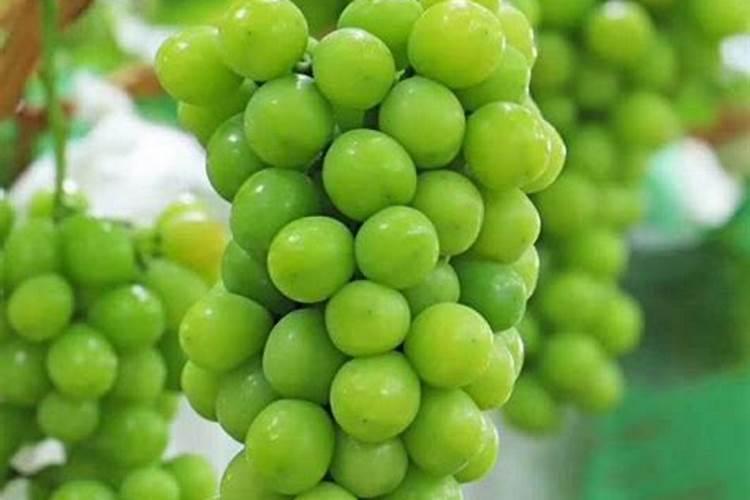 芸苔素十=轻钾能打药水当叶面肥吗？用在阳光玫瑰小苗上。