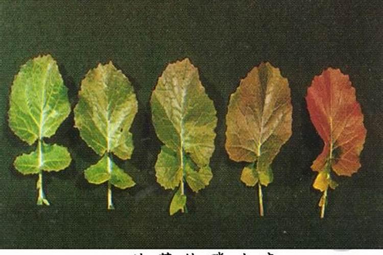 在盆栽柠檬怎样施复合肥？