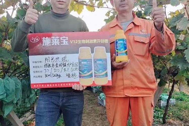 大棚里初栽阳光玖槐使用什肥料？