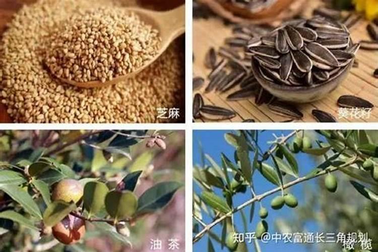 栗子皮做养花肥料可以不