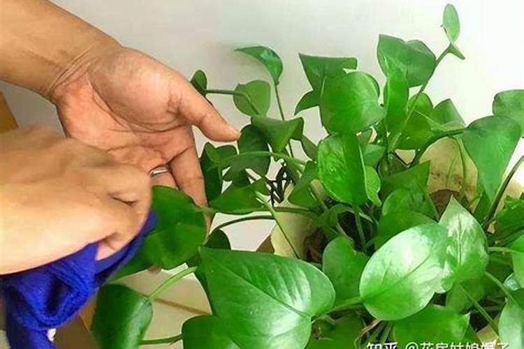 建兰什么时候用磷酸二氢钾催花(叶面施肥好还是浇灌好)