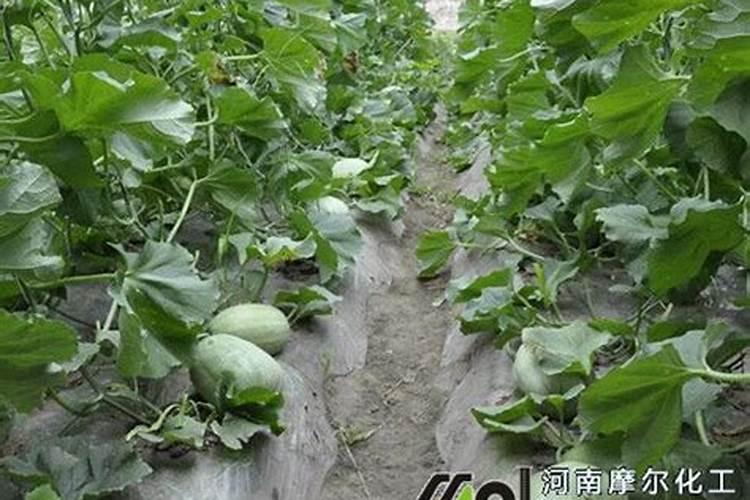 香瓜苦是什么原因