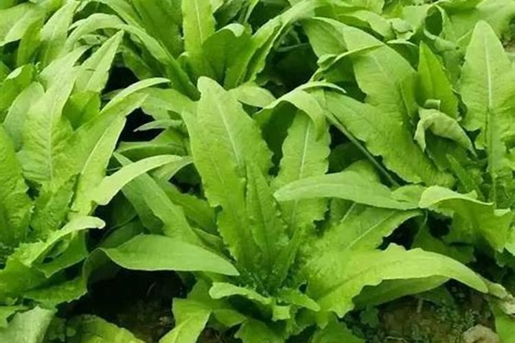 油麦菜什么时候施肥合适？追肥用昆仑风什么时候合适