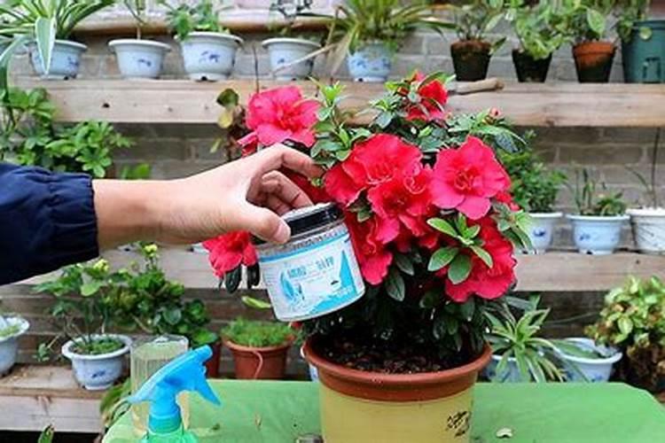 植物生长缺氧、磷、钾会出现哪些症状？