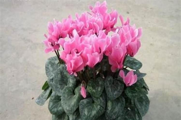 什么样的肥料才适合种仙客来