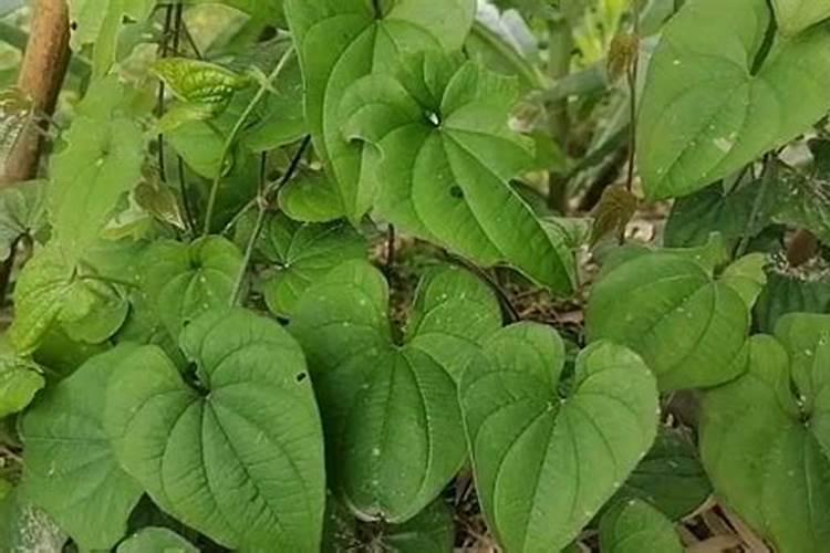 麻山药种植需要什么土壤和气候条件