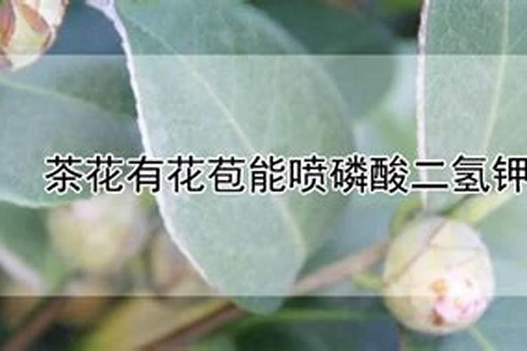 茶花有花苞能喷磷酸二氢钾吗 怎样给茶花施磷酸二氢钾
