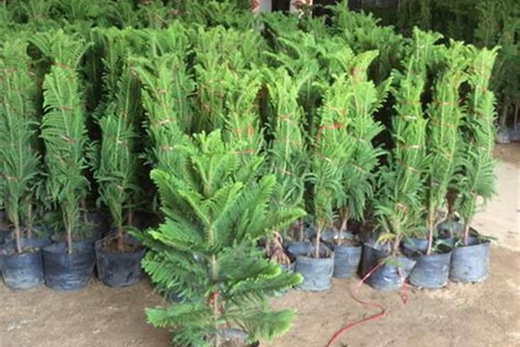 最贵的草坪种子多少钱一斤 种植方法