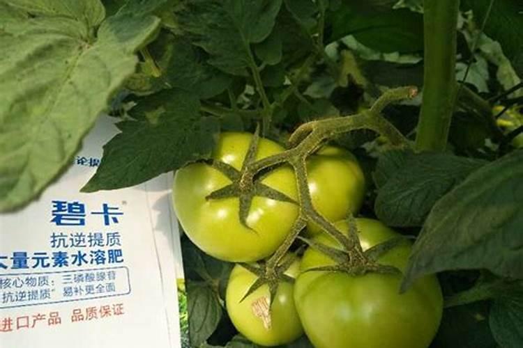 浇花的营养液在哪里买