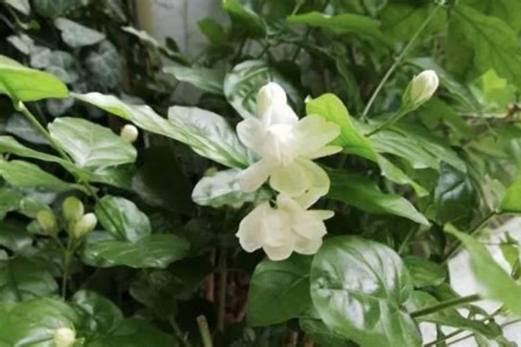 茉莉花有花苞的时候可以施肥吗