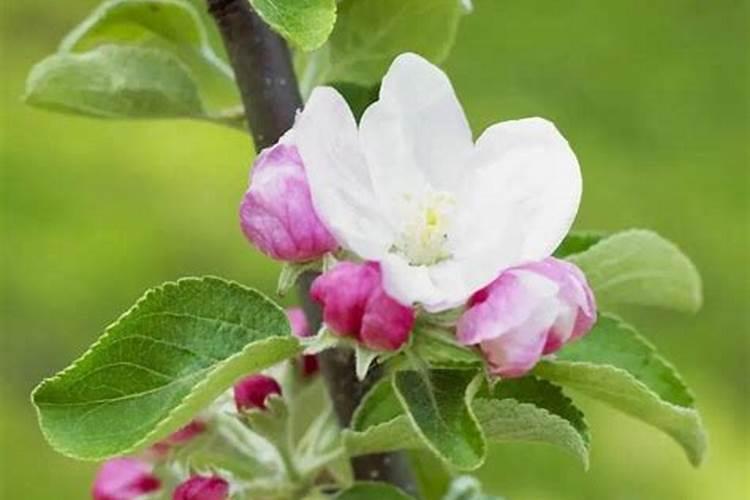 谷子抽穗后多久开花