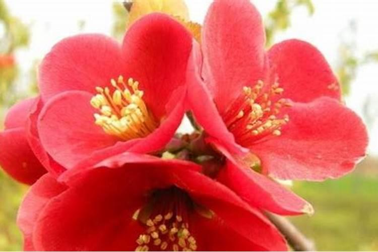 海棠花为什么不开花