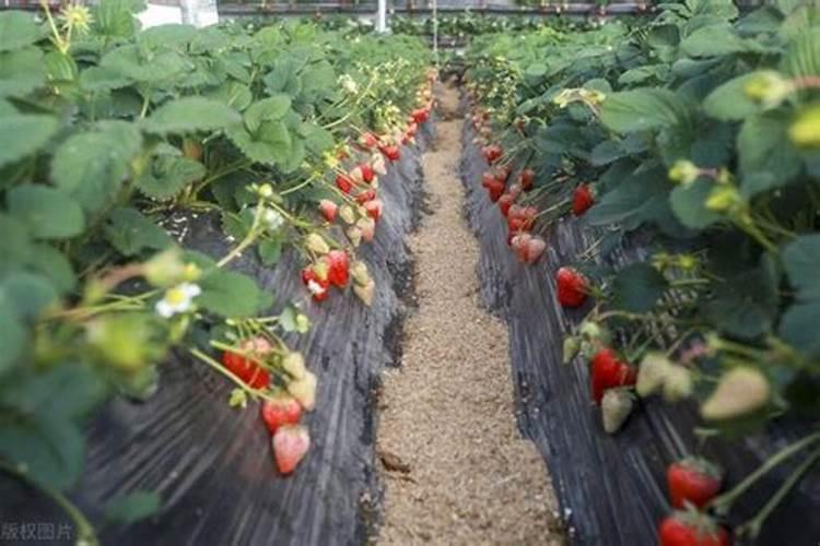 草莓专用肥是什么肥料,草莓施入氮磷钾肥的作用