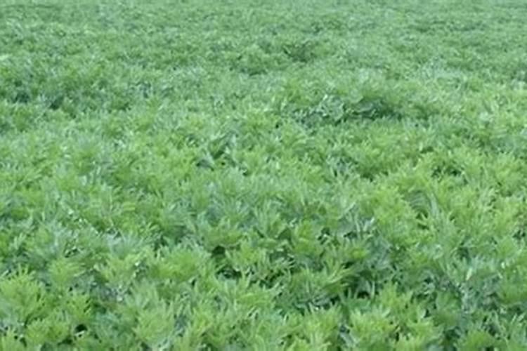 绿萝用什么肥料？