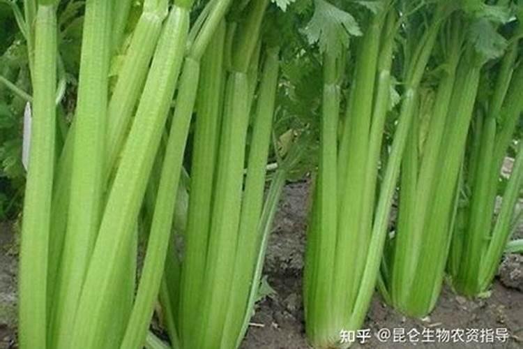 喷什么叶面肥芹菜长得快 喷施方法有哪些