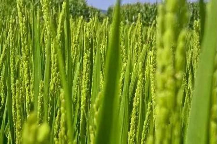 水稻秧苗什么时候施首次肥比较好？