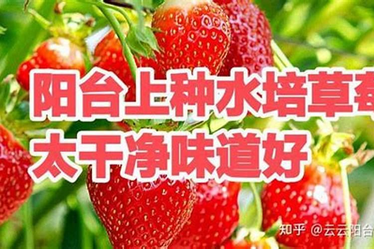 ...水培并不难,掌握种植技巧很简单:如何才能种好水培蔬菜？