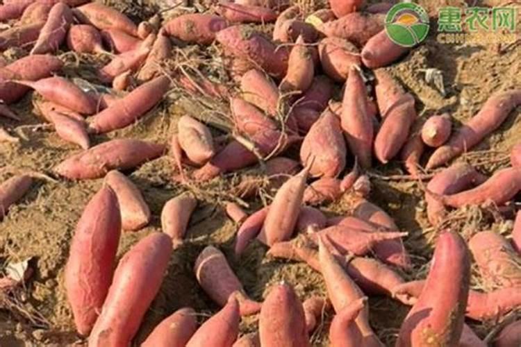 磷酸二氢钾和硼肥能一起用吗