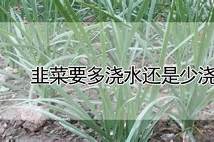 刚栽的葱要不要浇水怎么浇水合适