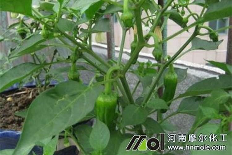 水溶肥辣椒田喷施用量