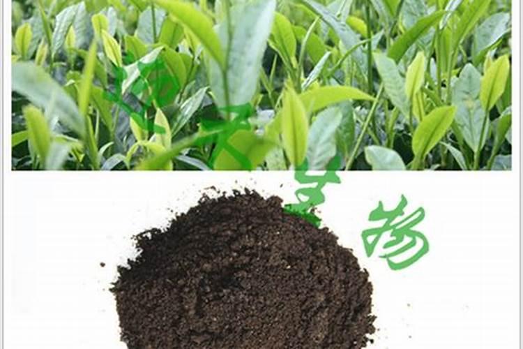 茶叶用什么肥料最好
