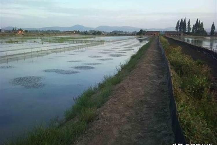 一百斤水放多少磷酸二氢钾(30斤水用多少克磷酸二氢钾)