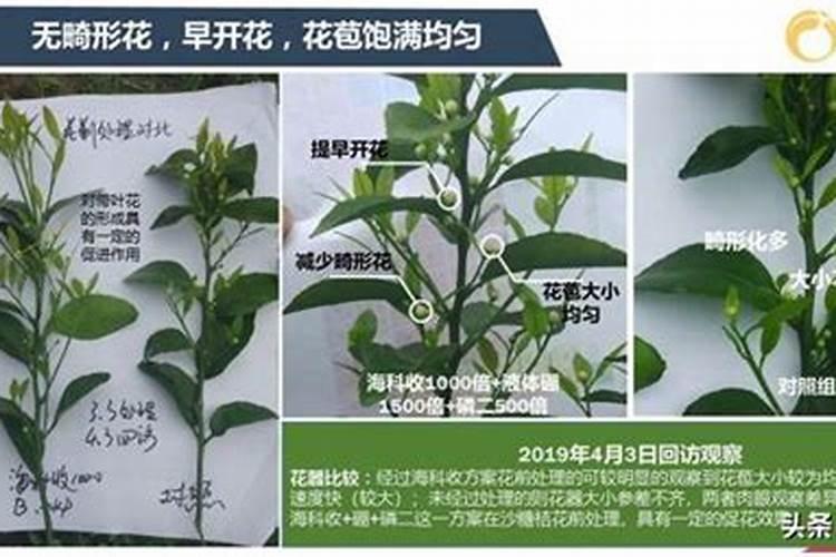 花多多是喷叶还是灌根