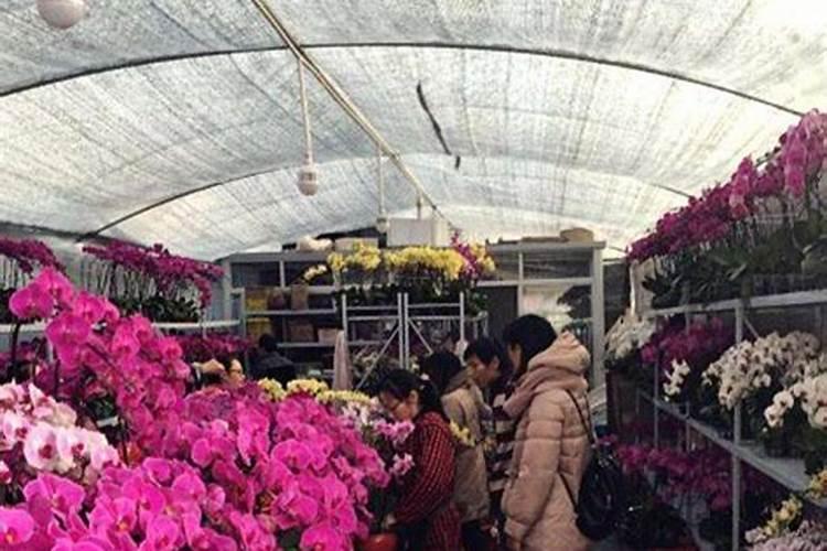 叶面肥10大品牌