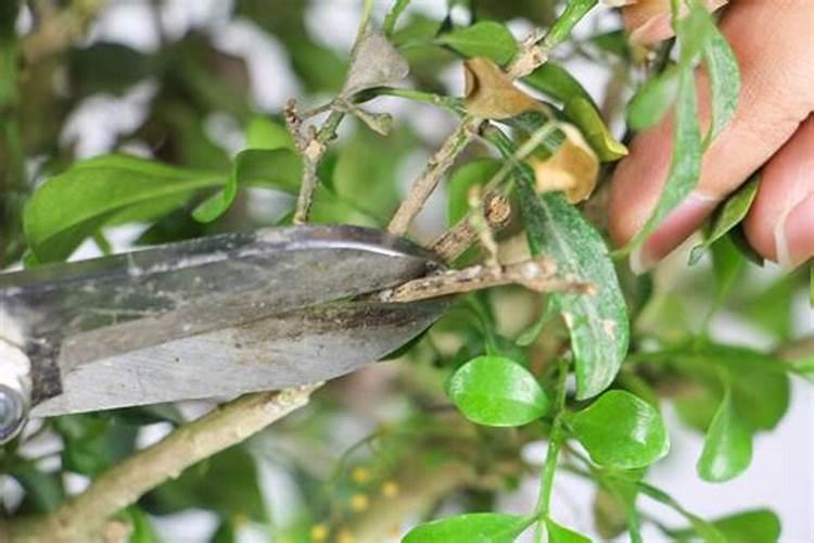米兰花施什么肥 米兰花一般施稀薄的磷钾肥