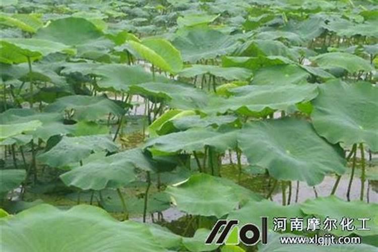 冲施肥怎么分辨质量好坏
