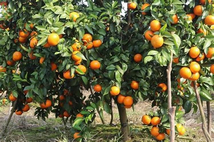 黄瓜苗快速生根方法