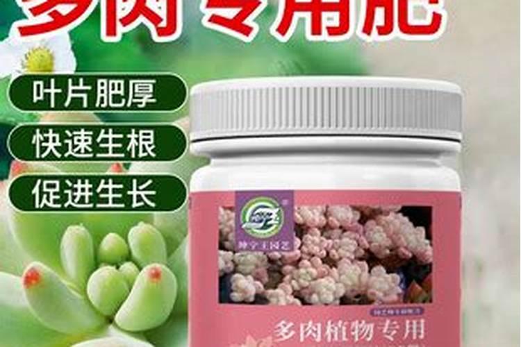 给多肉施肥用什么肥料
