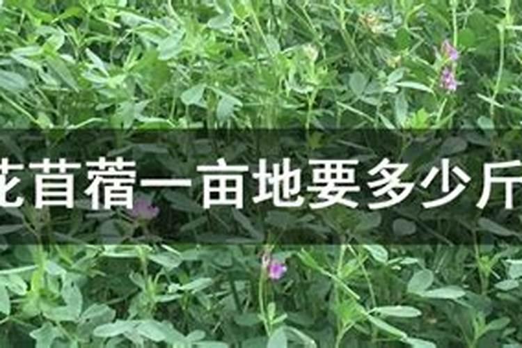 哪种树苗生根剂效果最好