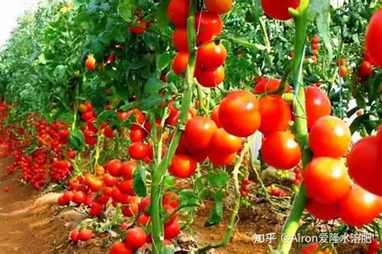 秋冬茬“番茄”温室栽培,科学管控是关键!