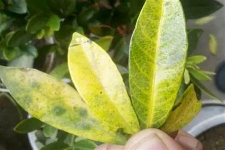 橘子树应该多久施肥一次应该施什么肥？