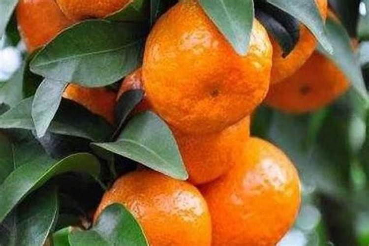 越南翡翠青柚海南能种植吗