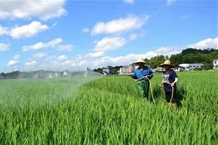 稻谷施肥最佳时间表