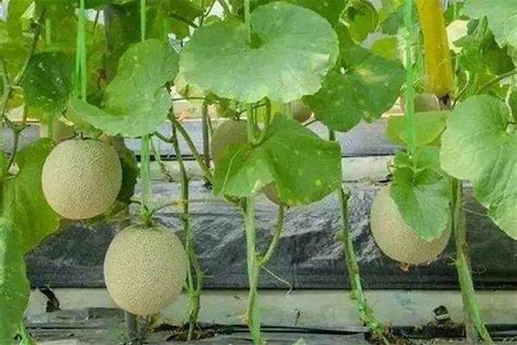大棚甜瓜坐果以后用什么肥料？