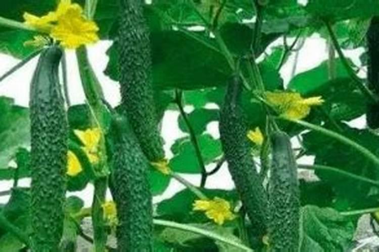 芋头用什么肥料最好