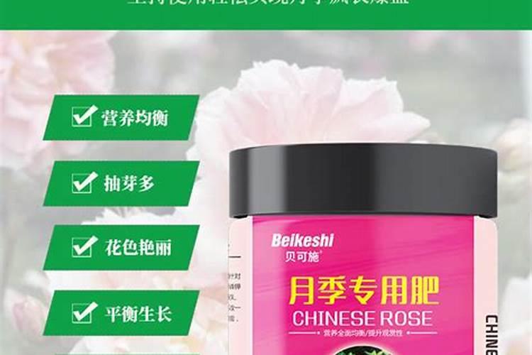 月季花苞期施什么肥 注意事项有哪些