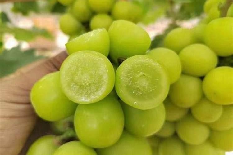 阳光玫瑰果粒小怎么补救错施