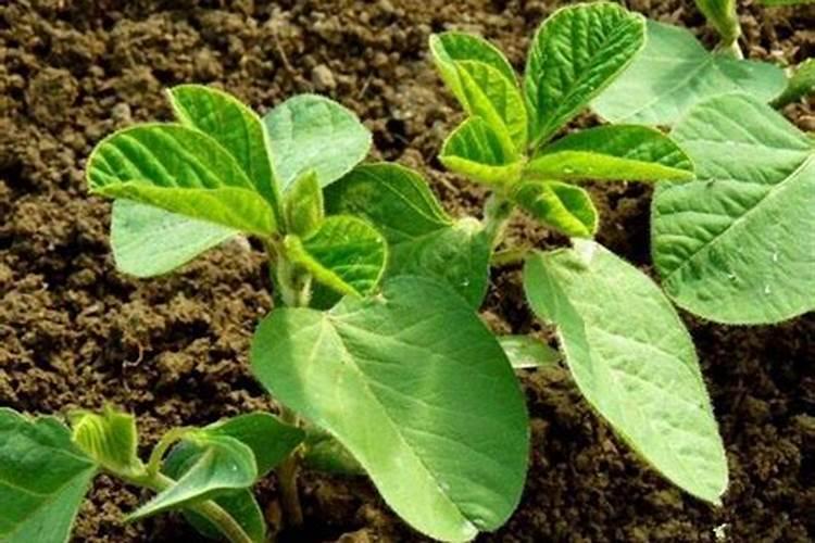 种植毛豆需要施什么肥