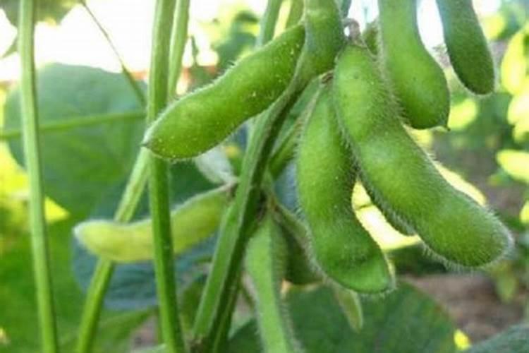 种植毛豆需要施什么肥 一起来看下吧