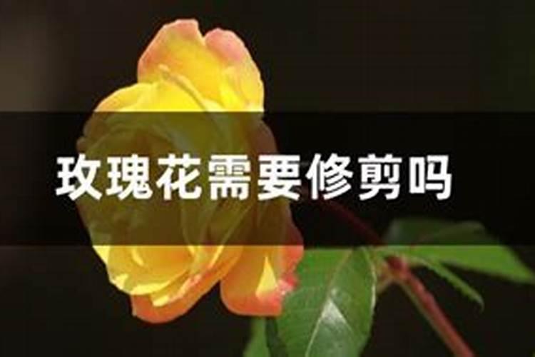 玫瑰花的冬季养护,4个要点使玫瑰花安全过冬